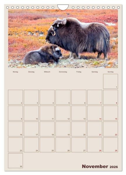 Produktbild: Moschusochsen - Norwegens gem&uuml;tliche Riesen (Wandkalender 2026 DIN A4 hoch), CALVENDO Monatskalender