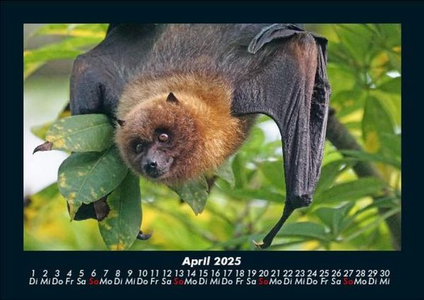 Produktbild: Welt der Tiere 2025 Fotokalender DIN A5