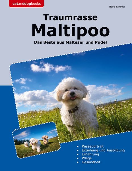 Produktbild: Traumrasse Maltipoo
