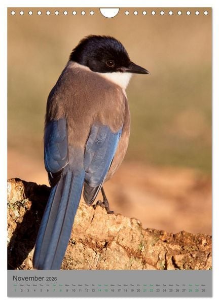 Produktbild: Wildlife of Spain (Wall Calendar 2026 DIN A4 portrait), CALVENDO 12 Month Wall Calendar