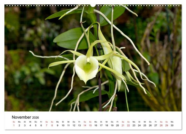 Produktbild: Vielfalt der Orchideen (Wandkalender 2026 DIN A2 quer), CALVENDO Monatskalender