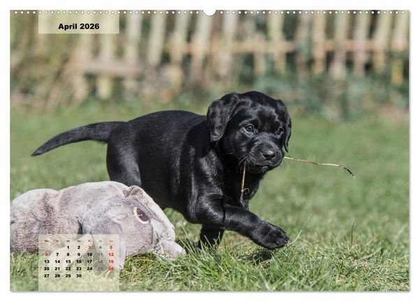 Produktbild: Welpenspa&szlig; (Wandkalender 2026 DIN A2 quer), CALVENDO Monatskalender