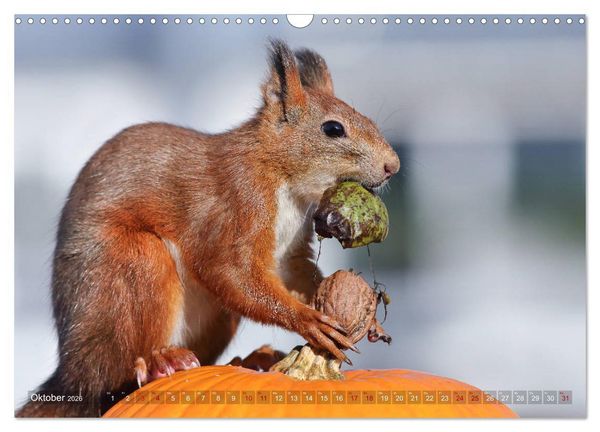 Produktbild: Eichh&ouml;rnchen Momentaufnahmen f&uuml;rs Herz (Wandkalender 2026 DIN A3 quer), CALVENDO Monatskalender