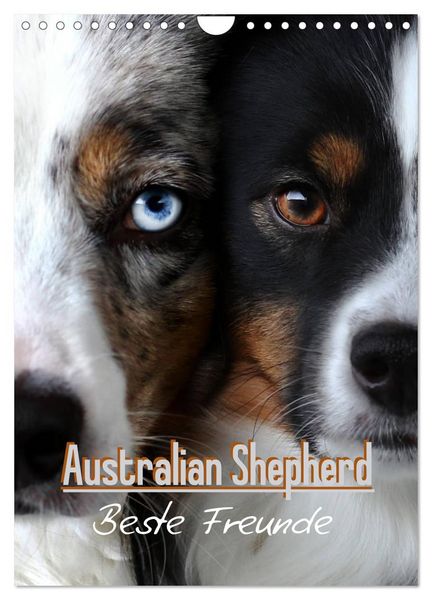 Produktbild: Australian Shepherd - Beste Freunde (Wandkalender 2026 DIN A4 hoch), CALVENDO Monatskalender