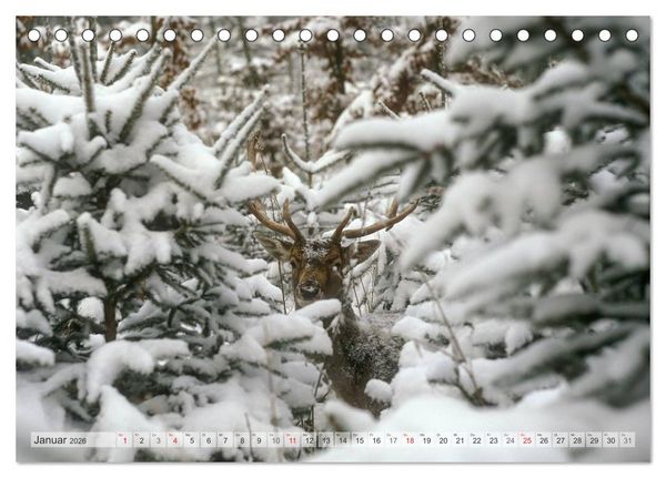 Produktbild: Emotionale Momente: Das Damwild. (Tischkalender 2026 DIN A5 quer), CALVENDO Monatskalender
