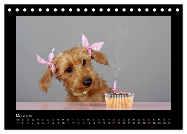 Produktbild: Elli Pirelli... aus dem Leben eines fr&ouml;hlichen Pinscher-Dackel-M&auml;dels (Tischkalender 2027 DIN A5 quer), CALVENDO Monatskalender