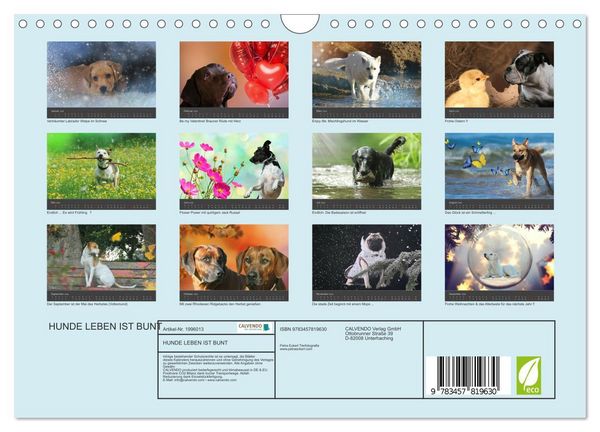 Produktbild: HUNDE LEBEN IST BUNT (Wandkalender 2026 DIN A4 quer), CALVENDO Monatskalender