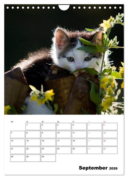 Produktbild: Katzenkinder - Impressionen (Wandkalender 2026 DIN A4 hoch), CALVENDO Monatskalender