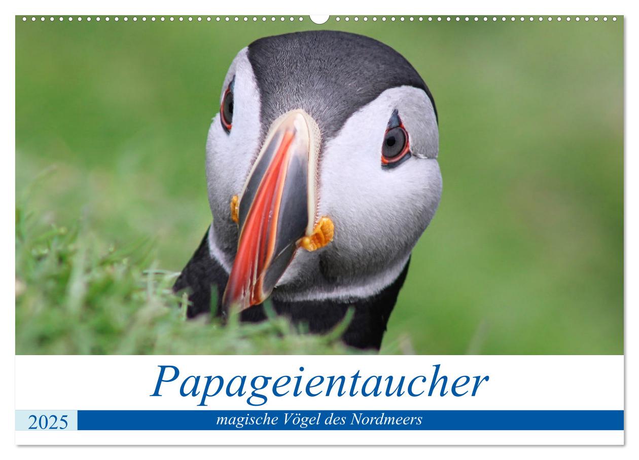 Papageientaucher 2025 - Magische Vögel des Nordmeers (Wandkalender 2025 DIN A2 quer), CALVENDO Monatskalender