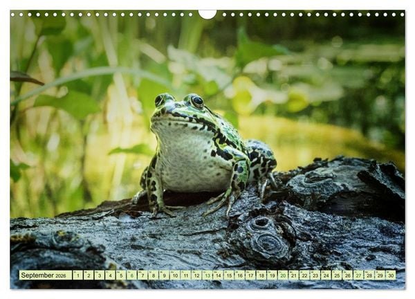 Produktbild: Fr&ouml;hliche Fr&ouml;sche (Wandkalender 2026 DIN A3 quer), CALVENDO Monatskalender