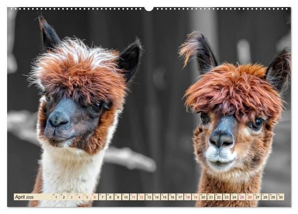 Produktbild: Alpaka Gesichter (Wandkalender 2026 DIN A2 quer), CALVENDO Monatskalender