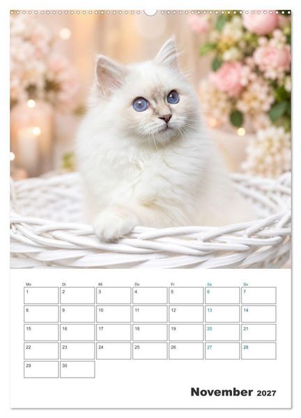 Produktbild: Heilige Birma Kitten Kalender mit Planer (Wandkalender 2027 DIN A2 hoch), CALVENDO Monatskalender