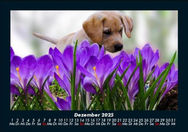 Produktbild: Welpen 2025 Fotokalender DIN A5