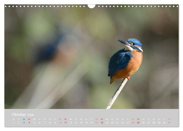 Produktbild: Der Eisvogel, ein Juwel der Natur (Wandkalender 2026 DIN A3 quer), CALVENDO Monatskalender