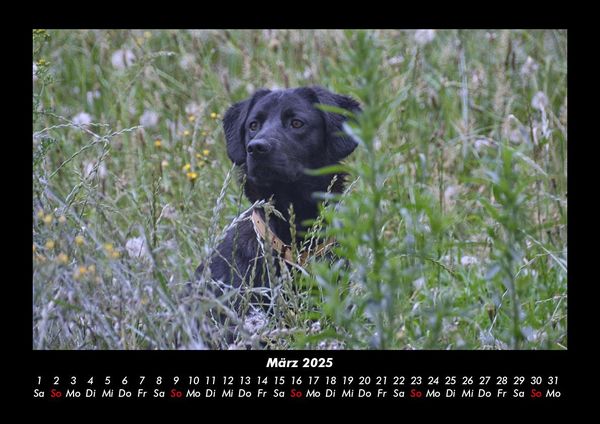Produktbild: Hundezauber 2025 Fotokalender DIN A3