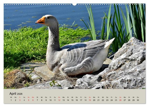 Produktbild: G&auml;nse. Von wegen dumme Gans! (hochwertiger Premium Wandkalender 2026 DIN A2 quer), Kunstdruck in Hochglanz