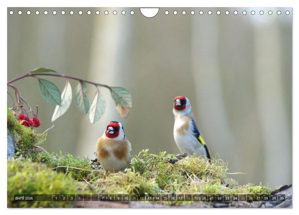 Produktbild: Chardonnerets - Portraits d'une esp&egrave;ce &eacute;blouissante (Calendrier mural 2026 DIN A4 vertical), CALVENDO calendrier mensuel