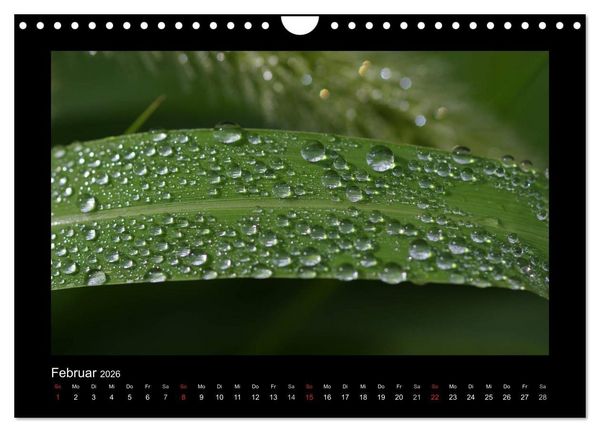 Produktbild: Meine kleine gr&uuml;ne Wassertropfen Welt (Wandkalender 2026 DIN A4 quer), CALVENDO Monatskalender