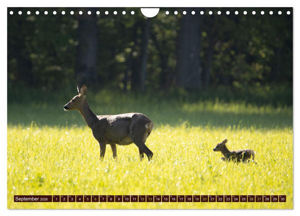 Produktbild: Zauberhafte Wesen - anmutiges Rehwild (Wandkalender 2026 DIN A4 quer), CALVENDO Monatskalender