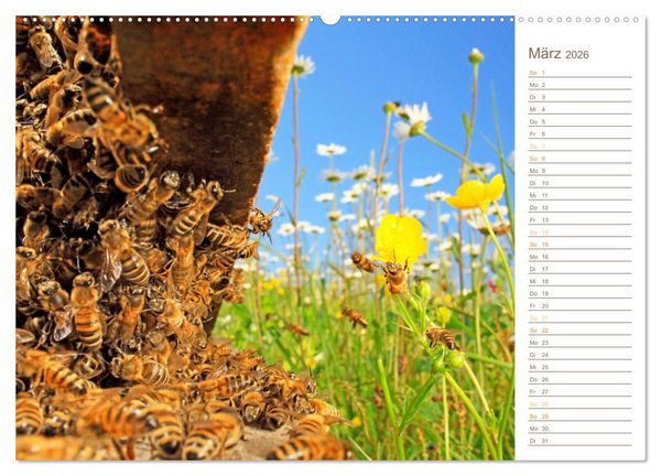 Produktbild: S&uuml;&szlig;es Gold: Imker, Bienen & Honig (hochwertiger Premium Wandkalender 2026 DIN A2 quer), Kunstdruck in Hochglanz
