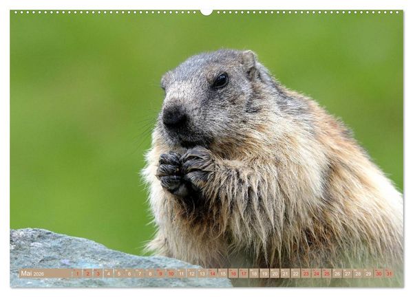 Produktbild: Alpenmurmeltiere in freier Wildbahn (Wandkalender 2026 DIN A2 quer), CALVENDO Monatskalender
