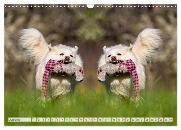 Produktbild: Mit doppelter Power durch das Jahr (Wandkalender 2026 DIN A3 quer), CALVENDO Monatskalender
