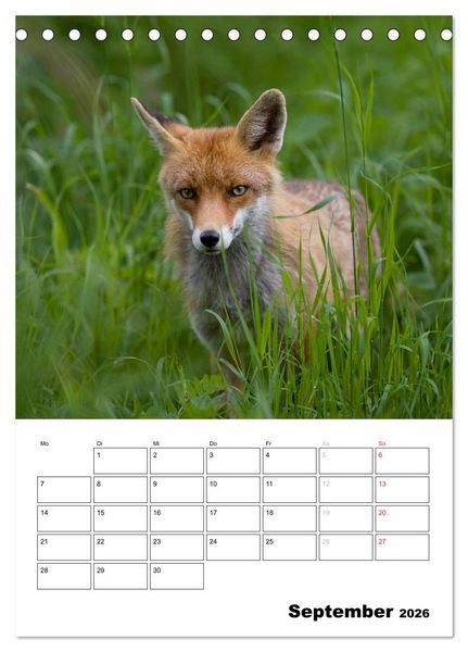 Produktbild: Rotfuchs - Impressionen (Tischkalender 2026 DIN A5 hoch), CALVENDO Monatskalender