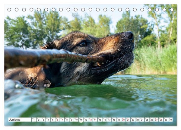 Produktbild: Ein Hundejahr in Bildern (Tischkalender 2026 DIN A5 quer), CALVENDO Monatskalender