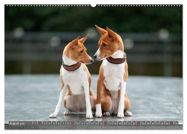 Produktbild: Der Basenji (hochwertiger Premium Wandkalender 2026 DIN A2 quer), Kunstdruck in Hochglanz