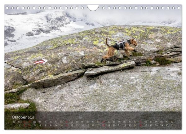 Produktbild: Der Bergdale - mit Hund im Hochgebirge (Wandkalender 2026 DIN A4 quer), CALVENDO Monatskalender