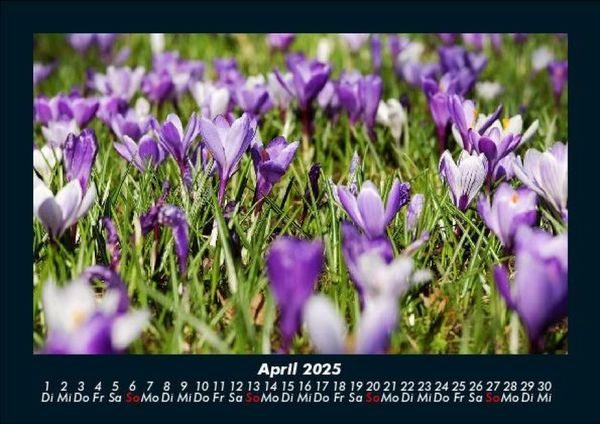 Produktbild: Blumentr&auml;ume 2025 Fotokalender DIN A5