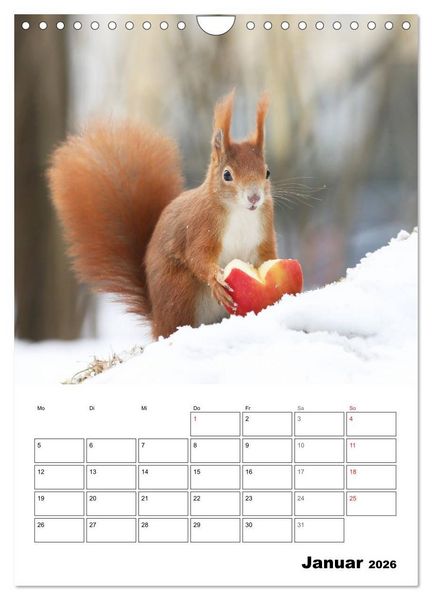 Produktbild: Die kleine Welt der Eichh&ouml;rnchen in Regensburg (Wandkalender 2026 DIN A4 hoch), CALVENDO Monatskalender
