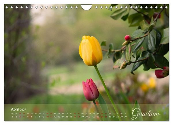 Produktbild: Tulipa et Verba &ndash; Tulpenbl&uuml;ten und stille W&ouml;rter (Wandkalender 2027 DIN A4 quer), CALVENDO Monatskalender