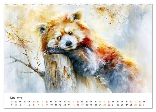 Produktbild: Roter Panda - Tierische Eleganz (Wandkalender 2027 DIN A2 quer), CALVENDO Monatskalender