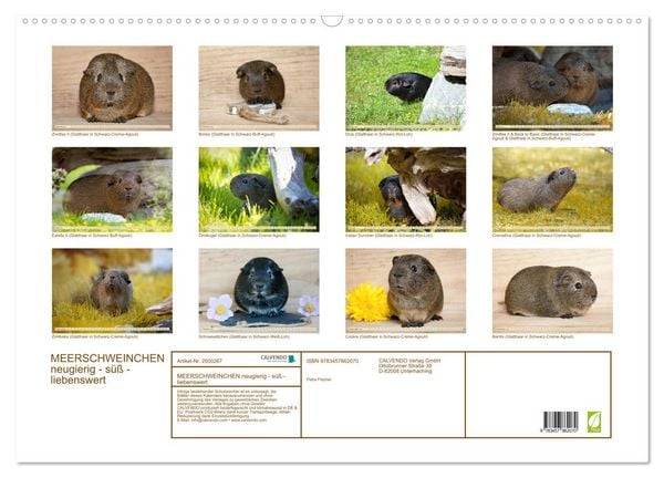 Produktbild: MEERSCHWEINCHEN neugierig - s&uuml;&szlig; - liebenswert (Wandkalender 2026 DIN A2 quer), CALVENDO Monatskalender