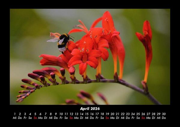 Produktbild: Bilder aus der Natur 2026 Fotokalender DIN A3