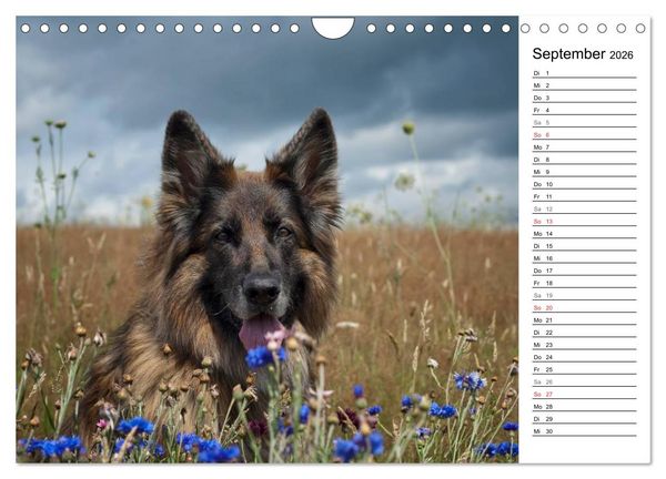 Produktbild: Zauberhafte Langhaar Sch&auml;ferhunde (Wandkalender 2026 DIN A4 quer), CALVENDO Monatskalender