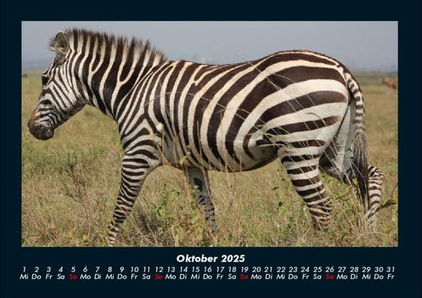 Produktbild: Zebrazauber 2025 Fotokalender DIN A4