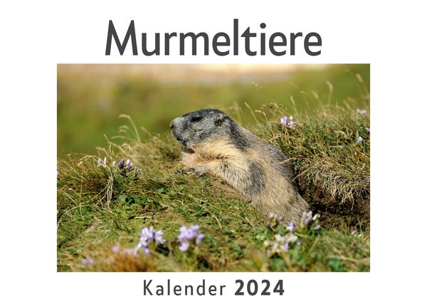 Produktbild: Murmeltiere (Wandkalender 2024, Kalender DIN A4 quer, Monatskalender im Querformat mit Kalendarium, Das perfekte Geschenk)