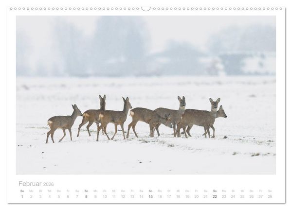 Produktbild: Rehwild 2026 (hochwertiger Premium Wandkalender 2026 DIN A2 quer), Kunstdruck in Hochglanz
