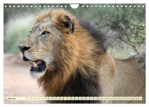 Produktbild: Wildes Leben in Botswana (Wandkalender 2026 DIN A4 quer), CALVENDO Monatskalender