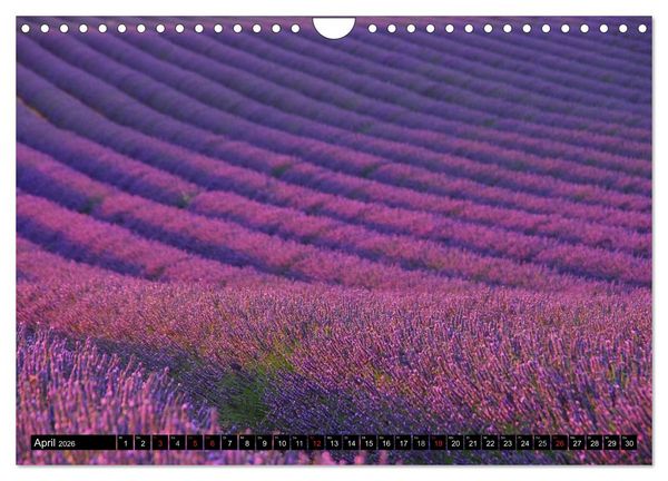 Produktbild: Lavendel (Wandkalender 2026 DIN A4 quer), CALVENDO Monatskalender