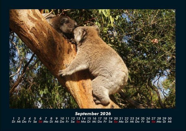 Produktbild: Koala 2026 Fotokalender DIN A4