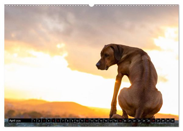 Produktbild: Ridgeback King (Wandkalender 2026 DIN A2 quer), CALVENDO Monatskalender