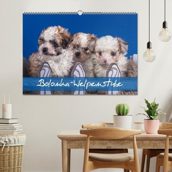 Produktbild: Bolonka Welpenstube (Wandkalender 2026 DIN A2 quer), CALVENDO Monatskalender