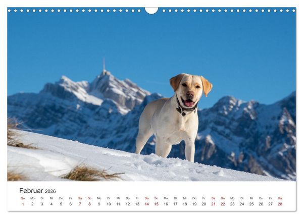 Produktbild: Labrador - Der Vierbeiner in Szene gesetzt. (Wandkalender 2026 DIN A3 quer), CALVENDO Monatskalender