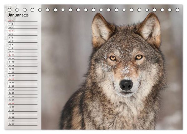 Produktbild: W&ouml;lfe. Graue Eminenzen (Tischkalender 2026 DIN A5 quer), CALVENDO Monatskalender