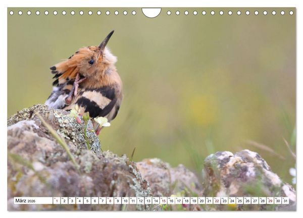 Produktbild: V&ouml;gel in der Extremadura (Wandkalender 2026 DIN A4 quer), CALVENDO Monatskalender