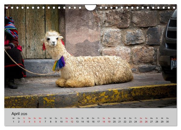 Produktbild: Unter Lamas und Alpakas (Wandkalender 2026 DIN A4 quer), CALVENDO Monatskalender
