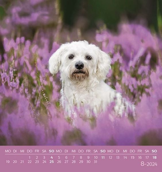 'Hunde 2024' 'Postkartenkalender